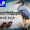 வள்ளுவம் காட்டும் வாழ்வியல் | ஆராயாமல் சேர்ந்த நட்பு  அழிவை தரும் | பாகம் 381 | ShreeTV |