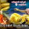 வள்ளுவம் காட்டும் வாழ்வியல் | பேராசை பெரு நஷ்டம் | பாகம் 199 | ShreeTV |